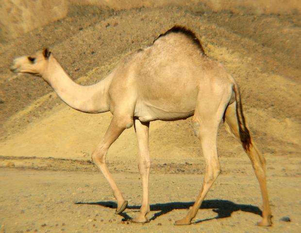 Camelius dromedarius